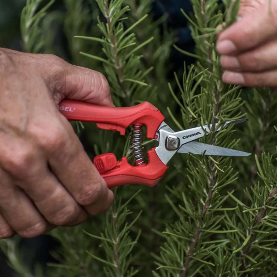 Tools * | Burgon & Ball Corona Deadheading Snip