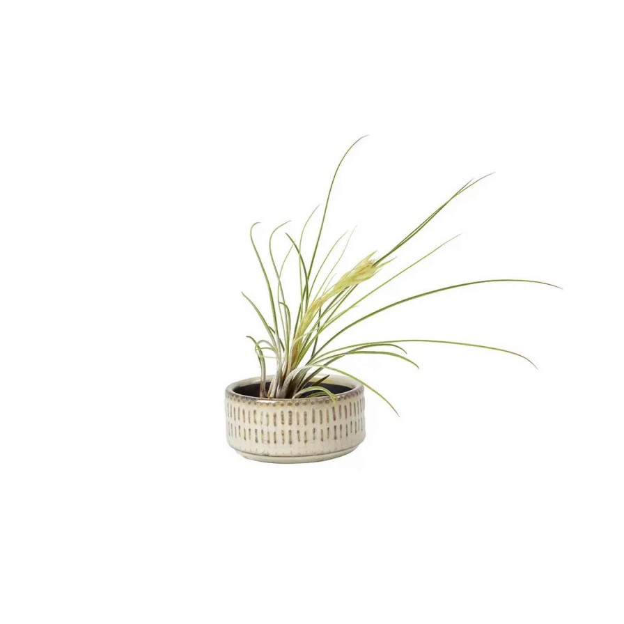 Collections * | Burgon & Ball San Francisco Air Plant Dish