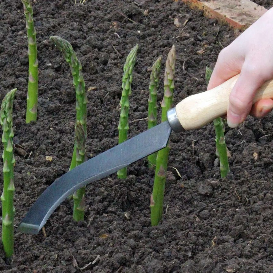 Tools * | Burgon & Ball Ultimate Asparagus Knife